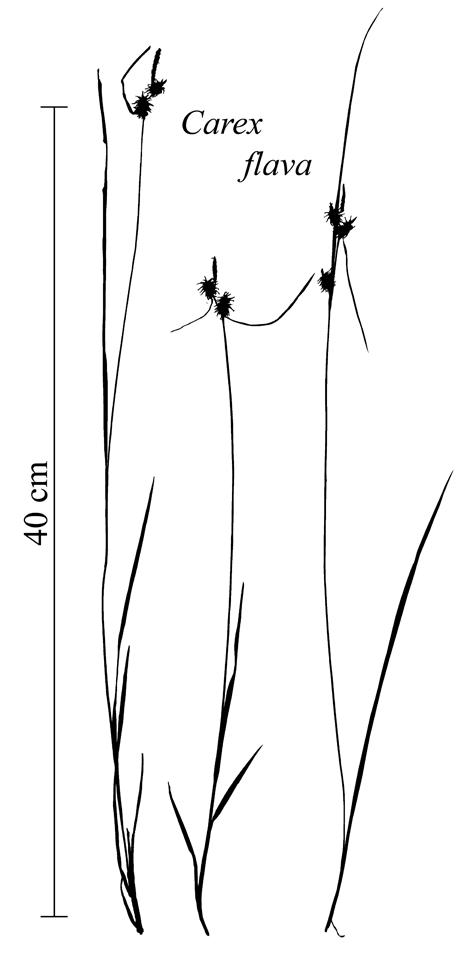 Habit of Carex flava