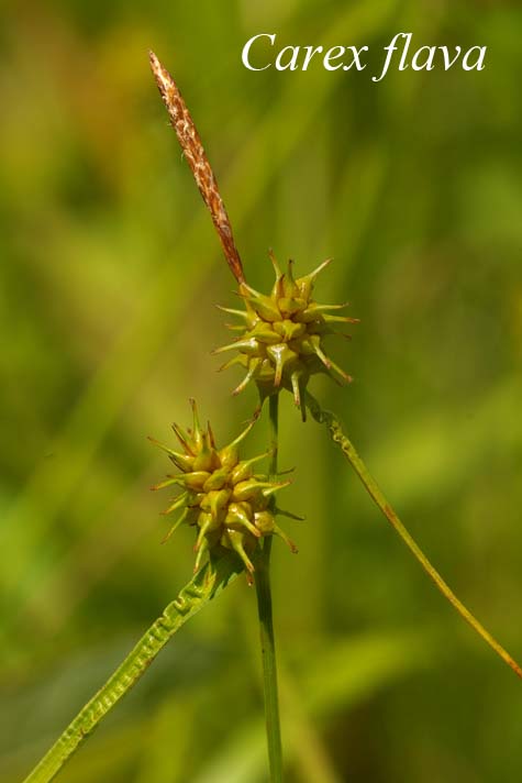 Inflorescence of Carex flava