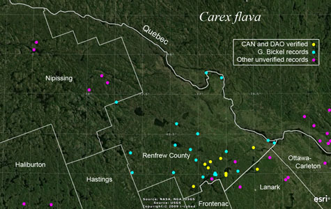 An occurrence map of Carex flava in Renfrew County
