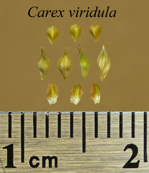 Achenes, perigynia and scales of Carex viridula