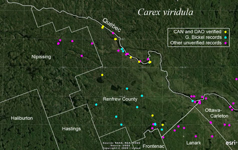 An occurrence map of Carex viridula in Renfrew County