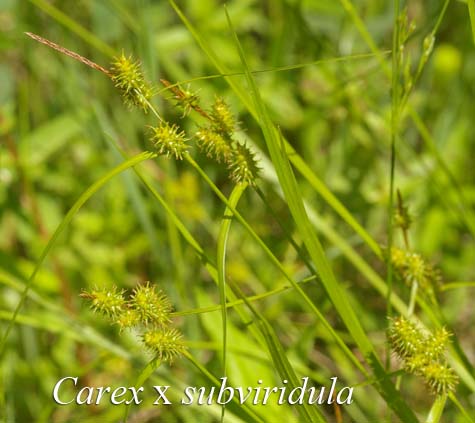 Habit of Carex x subviridula