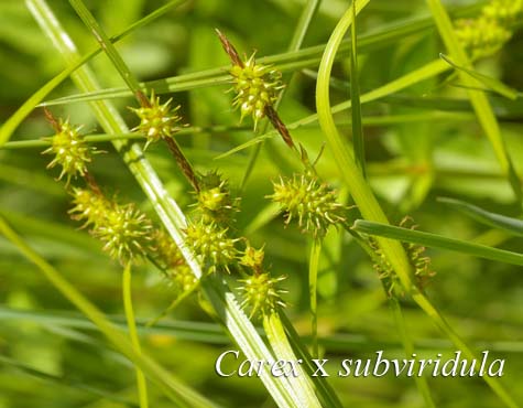 Habit of Carex x subviridula