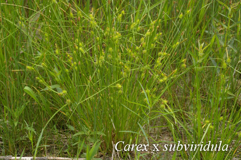 Habit of Carex x subviridula