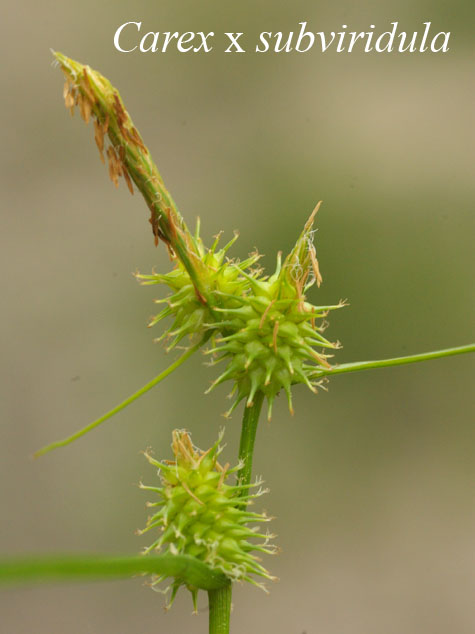Inflorescence of Carex x subviridula