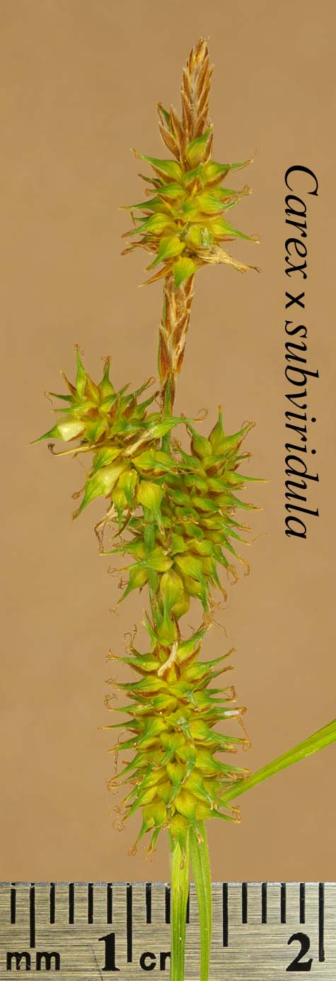 Inflorescence of Carex x subviridula