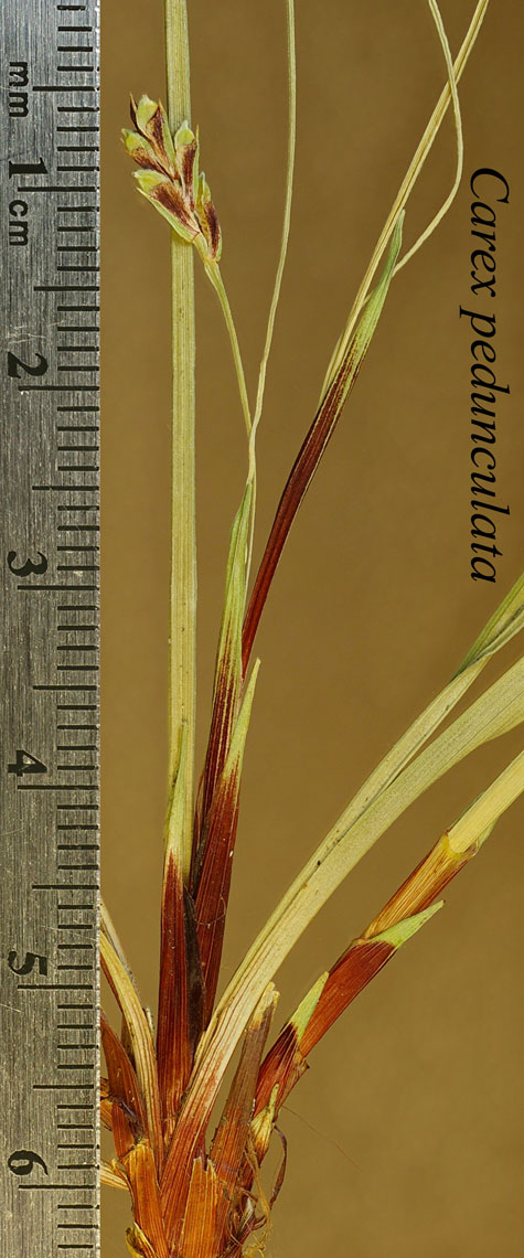 Lateral inflorescence and basal sheaths of Carex pedunculata