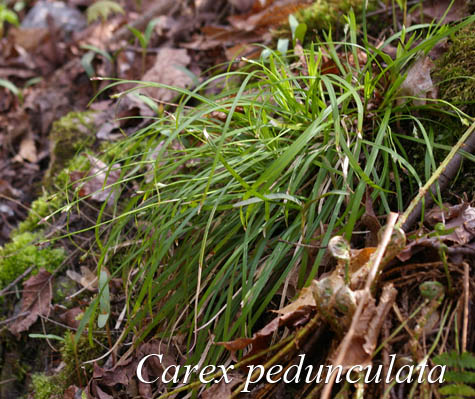 Habit of Carex pedunculata