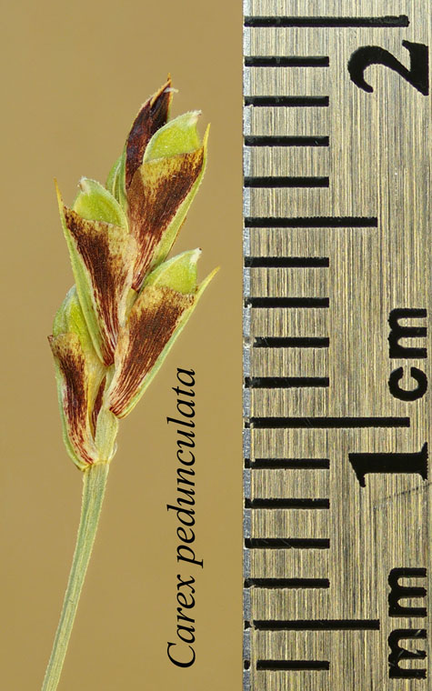 Lateral inflorescence of Carex pedunculata