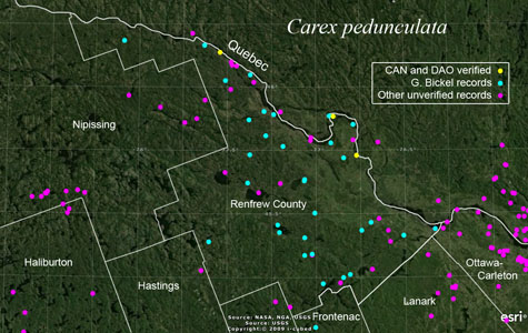 An occurrence map of Carex pedunculata in Renfrew County