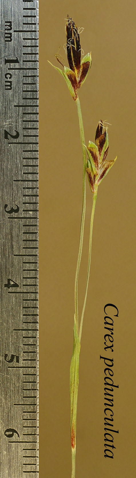 Terminal inflorescence of Carex pedunculata