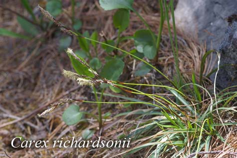 Habit of Carex richardsonii