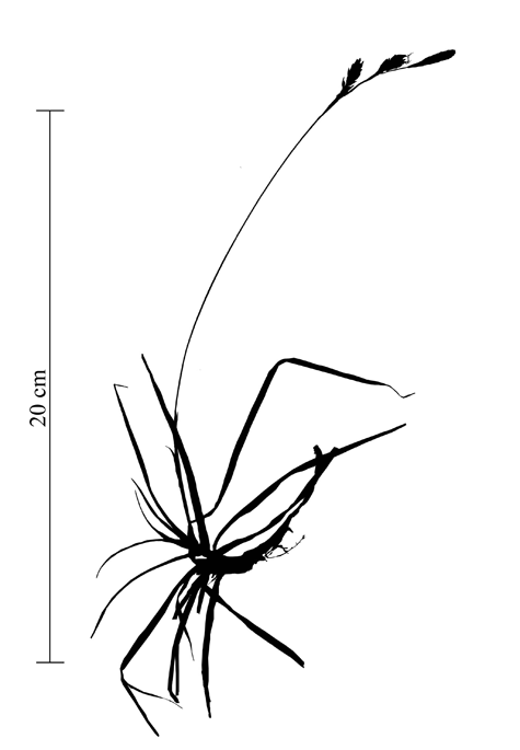 Habit of Carex richardsonii