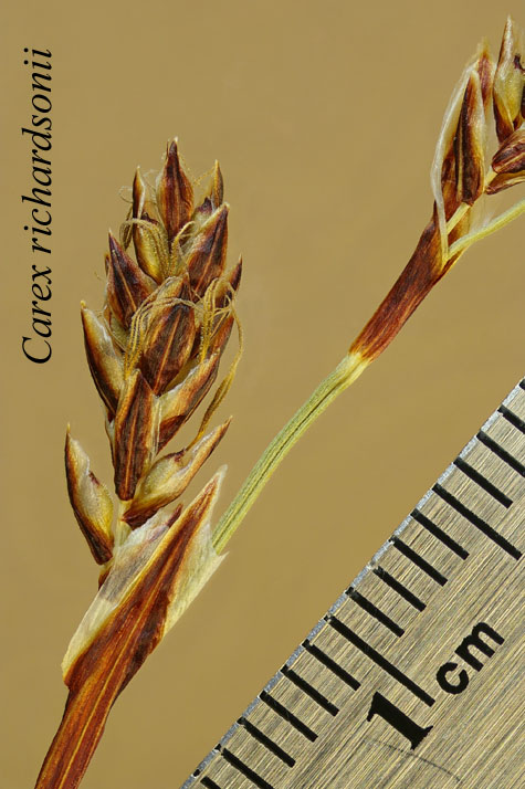 Lateral inflorescence of Carex richardsonii