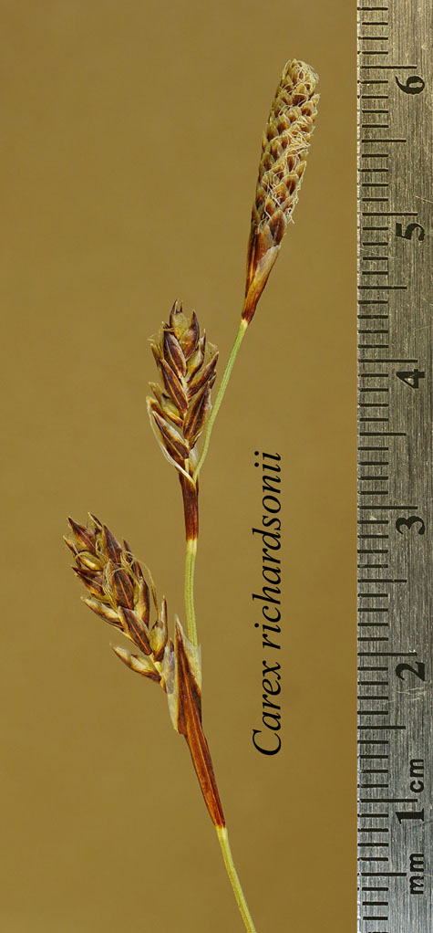Terminal inflorescence of Carex richardsonii