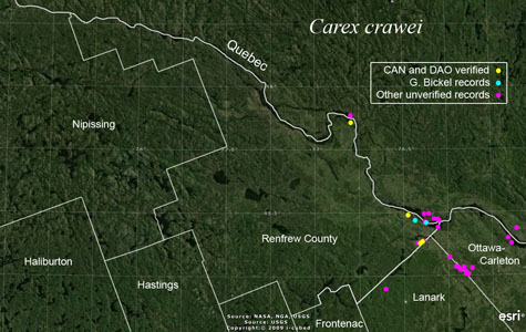 An occurrence map of Carex crawei in Renfrew County