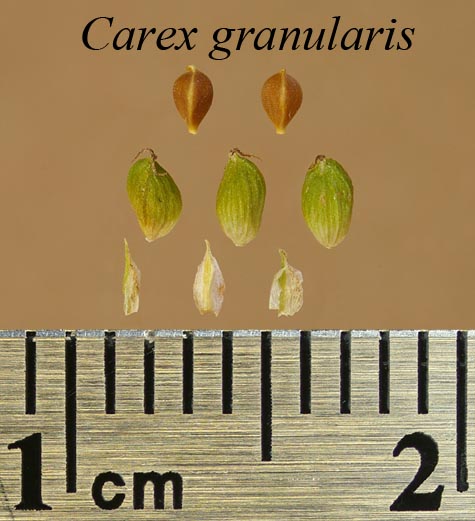 Achenes, perigynia and scales of Carex granularis