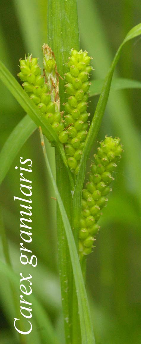 Inflorescence of Carex granularis