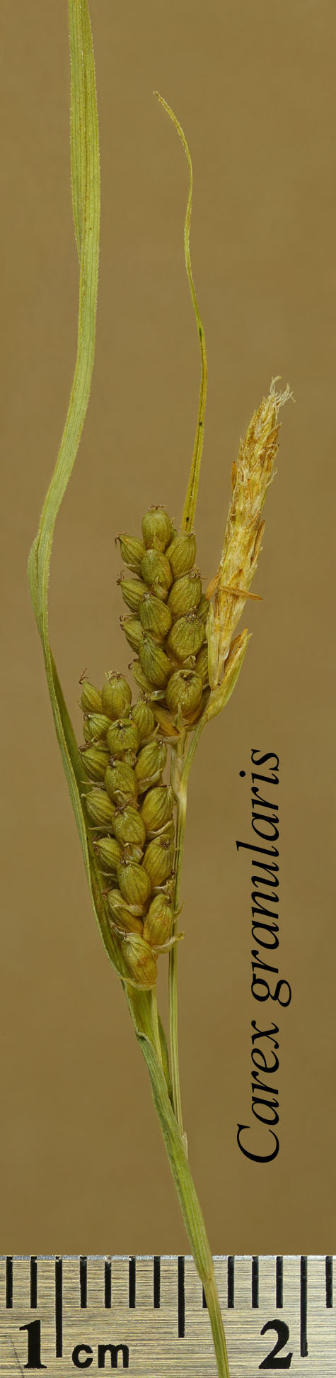 Inflorescence of Carex granularis