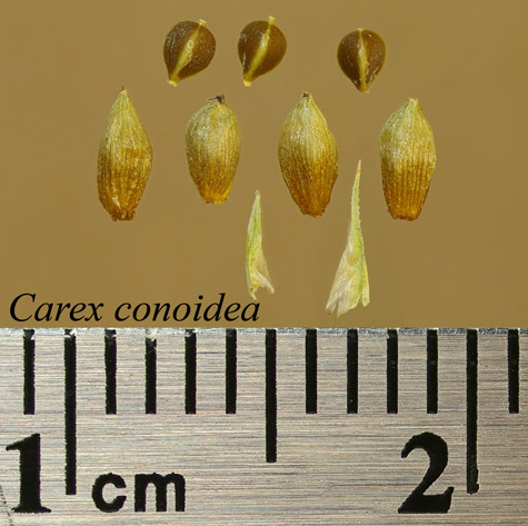 Achenes, perigynia and scales of Carex conoidea