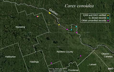 An occurrence map of Carex conoidea in Renfrew County
