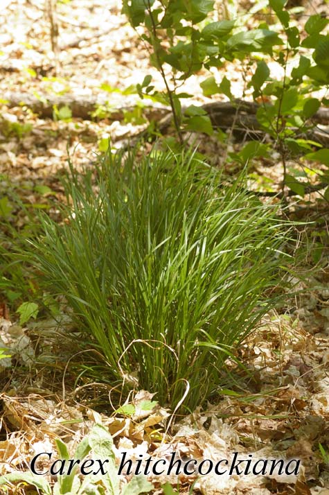 Habit of Carex hitchcockiana