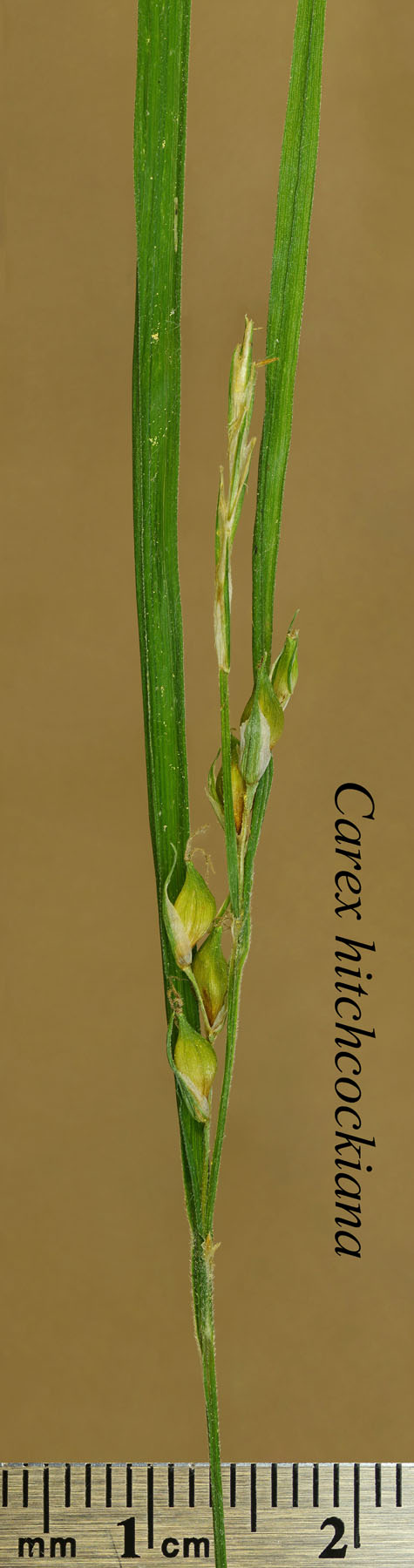 Inflorescence of Carex hitchcockiana