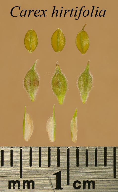 Achenes, perigynia and scales of Carex hirtifolia