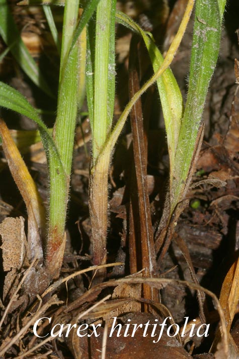 Basal leaves of Carex hirtifolia