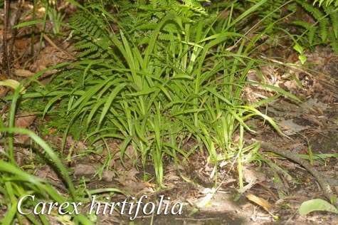 Habit of Carex hirtifolia