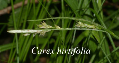 Inflorescence of Carex hirtifolia
