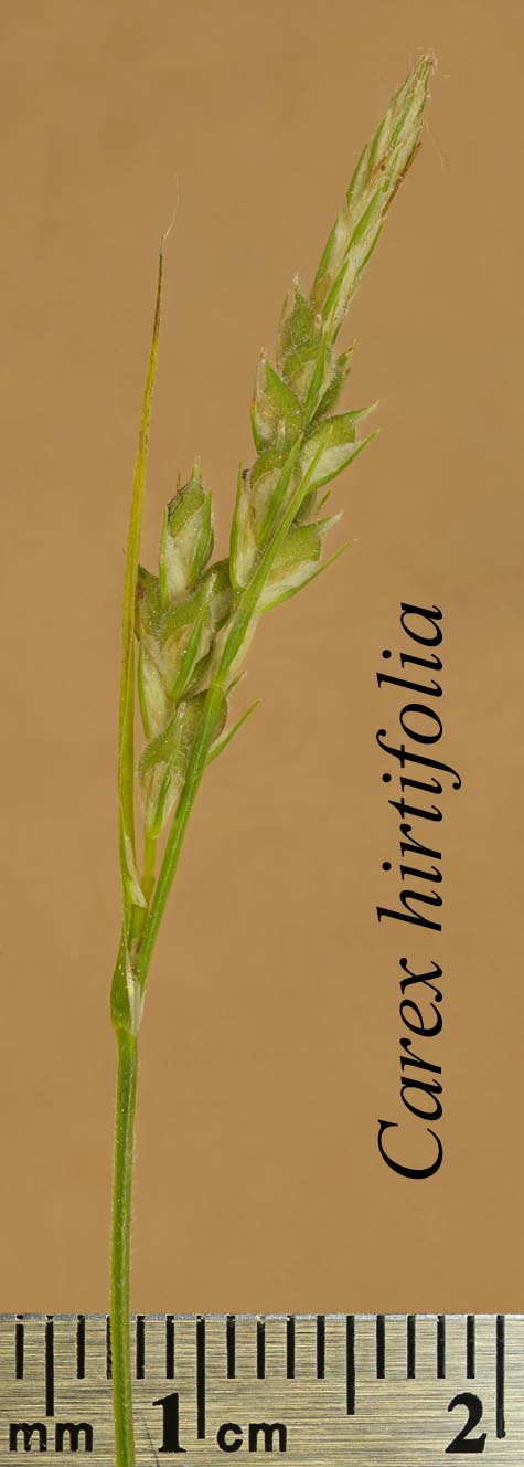 Inflorescence of Carex hirtifolia