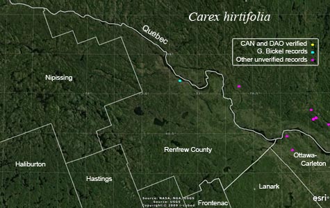 An occurrence map of Carex hirtifolia in Renfrew County
