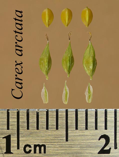 Achenes, perigynia and scales of Carex arctata