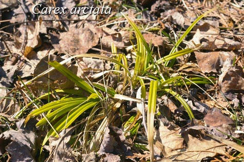 Overwintering leaves of Carex arctata