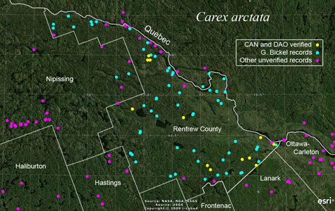 An occurrence map of Carex arctata in Renfrew County