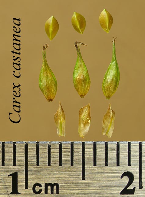 Achenes, perigynia and scales of Carex castanea