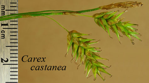 Inflorescence of Carex castanea