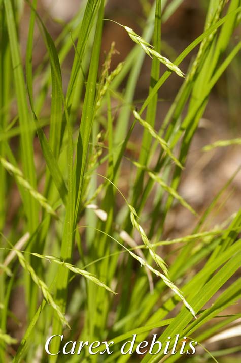 Inflorescence of Carex debilis