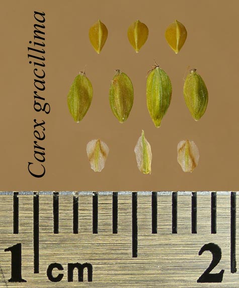 Achenes, perigynia and scales of Carex gracillima