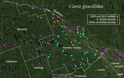An occurrence map of Carex gracillima in Renfrew County