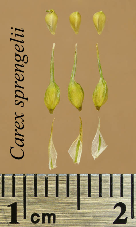 Achenes, perigynia and scales of Carex sprengelii
