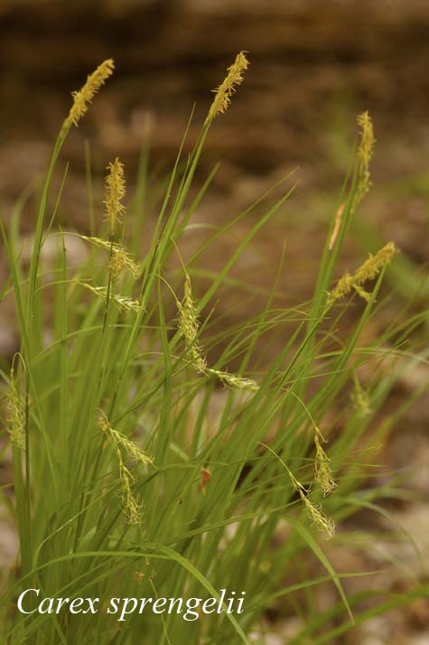 Habit of Carex sprengelii