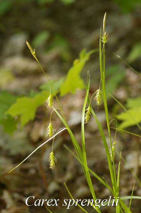 Habit of Carex sprengelii
