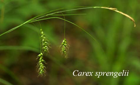 Inflorescence of Carex sprengelii