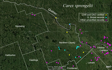 An occurrence map of Carex sprengelii in Renfrew County