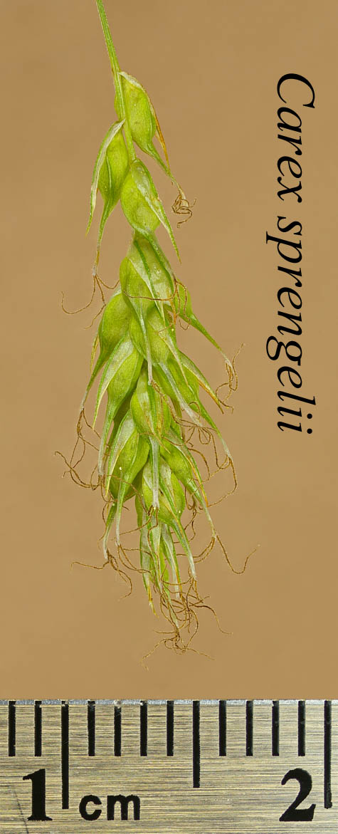 Pistillate spike of Carex sprengelii