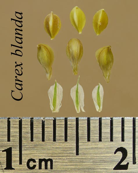 Achenes, perigynia and scales of Carex blanda