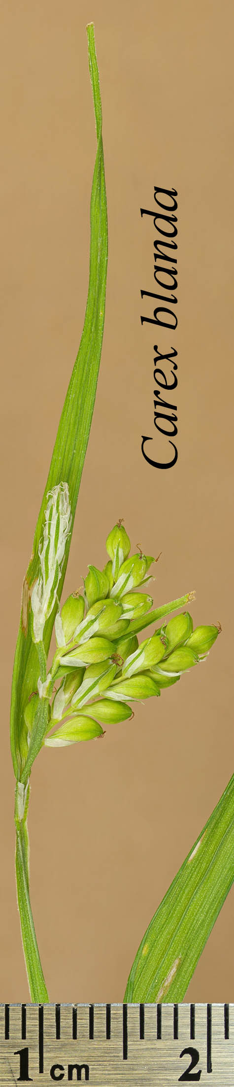 Inflorescences of Carex blanda