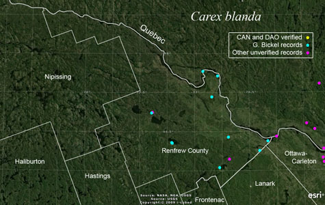 An occurrence map of Carex blanda in Renfrew County